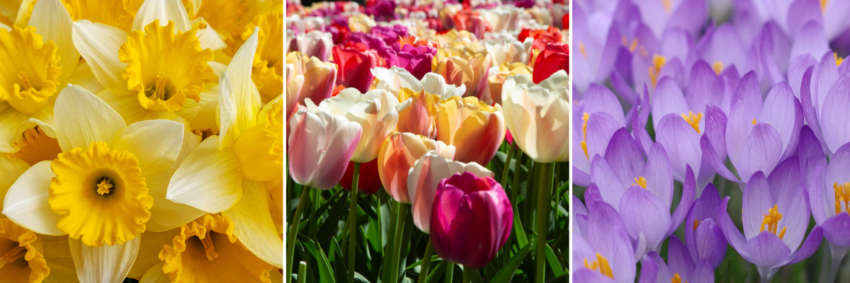 koláž jarní květy: detail narcisů, tulipánů a krokusů